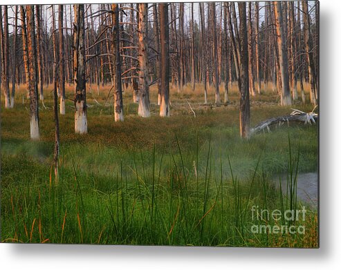 Forest Metal Print featuring the photograph Yellowstone Mysterious Morning by Teresa Zieba