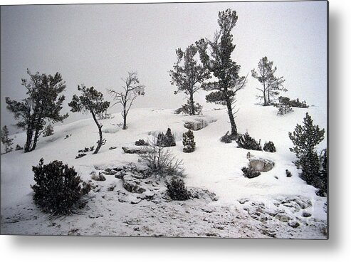 Winter Metal Print featuring the photograph Yellowstone Winter Blanket by Sharon Elliott