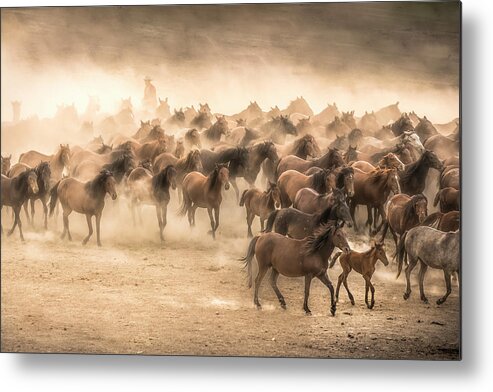 Wild Metal Print featuring the photograph Yilki by Tunc Tuncel