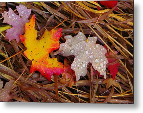 Autumn Leafs Metal Print featuring the photograph Yin Yang by David Andersen