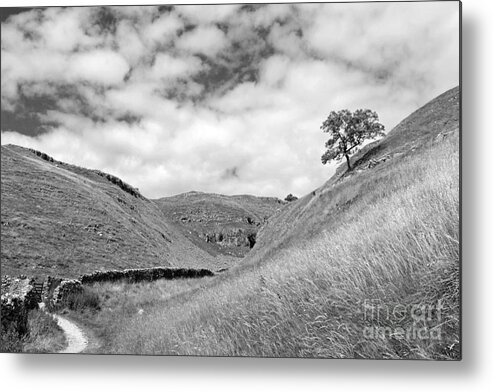Yorkshire Dales Dramatic British English England Britain Landscape Countryside Hills Uk United Kingdom Tree Slope Dry Stone Wall Scenic Scenery Lone Single Atmospheric Mono Black And White Metal Print featuring the photograph Lone tree in the Yorkshire Dales by Julia Gavin