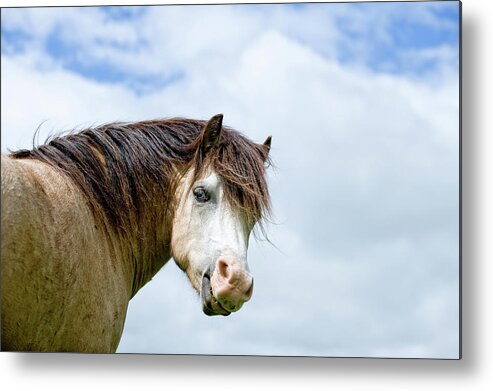 Horse Metal Print featuring the photograph You Lookin At Me by Dageldog