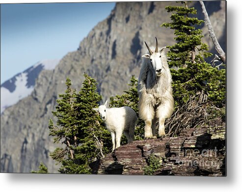 Glacier Metal Print featuring the photograph You Lookin' At Us by Timothy Hacker