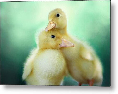 Duck Metal Print featuring the photograph You Make Me Smile by Amy Tyler