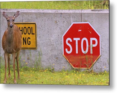 Animals Metal Print featuring the photograph You said STOP by Kym Backland