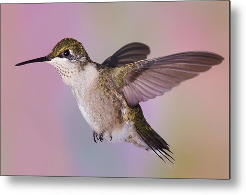 Ruby-throated Hummingbird Metal Print featuring the photograph Young and Sassy 4 by Leda Robertson