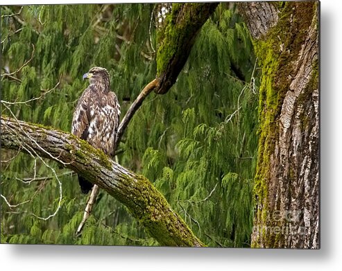 Bald Eagle Metal Print featuring the photograph Young Baldy 2 by Sharon Talson