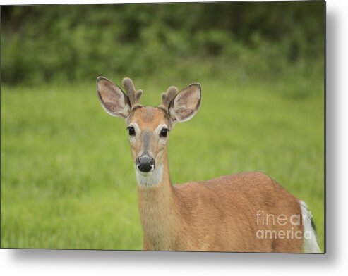 Whitetail Deer Metal Print featuring the photograph Young Buck with velvety antlers by Jim Lepard