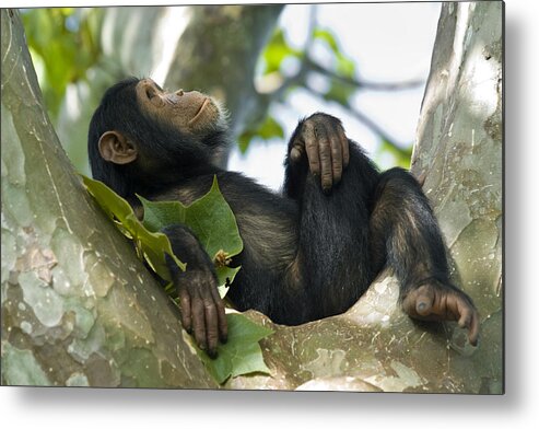 Tanzania Metal Print featuring the photograph Young chimpanzee relaxing in a tree, wildlife shot, Gombe/Tanzania by Guenterguni