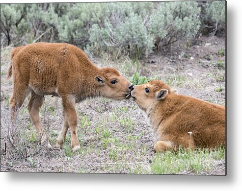 Bison Metal Print featuring the photograph Young Love by Deby Dixon