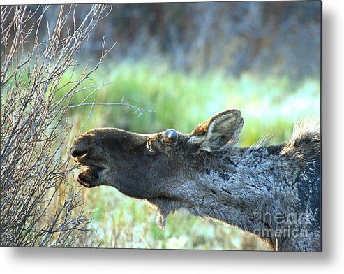 Moose Metal Print featuring the photograph Young Moose Munch by Adam Jewell