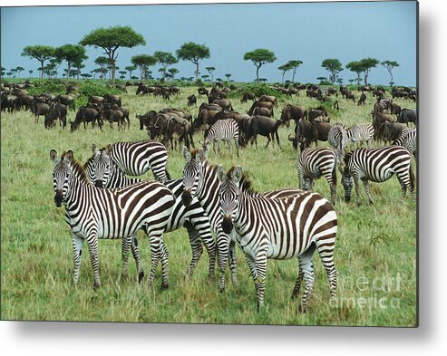 00344933 Metal Print featuring the photograph Zebras And Wildebeest Grazing by Yva Momatiuk and John Eastcott