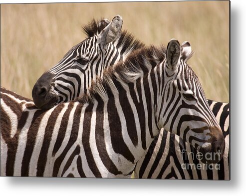 Zebra Metal Print featuring the photograph Zebras Friendship by Chris Scroggins