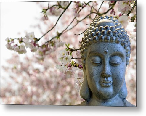 Buddha Metal Print featuring the photograph Zen Buddha Meditating Under Cherry Blossom Trees by David Gn