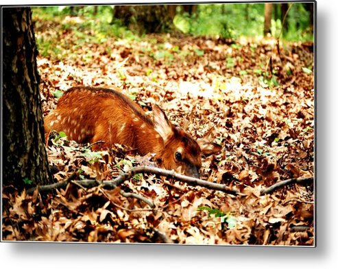 Landscape Metal Print featuring the photograph Sweet Baby Elk by Peggy Franz