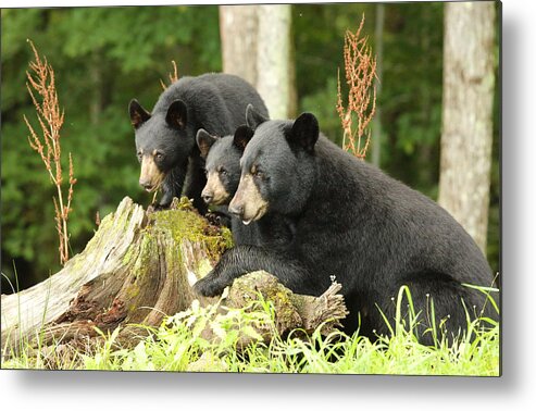 Nature Metal Print featuring the photograph The Bear Family profile picture by Duane Cross