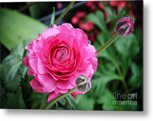 Ranunculus Metal Print featuring the photograph The Essence And Elegance Of Pink by Andee Design