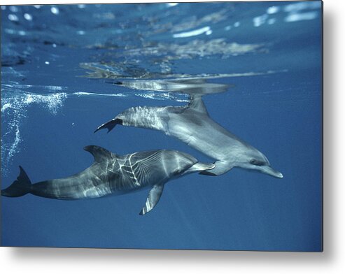 00088165 Metal Print featuring the photograph Atlantic Spotted Dolphin Pair Bahamas #1 by Flip Nicklin