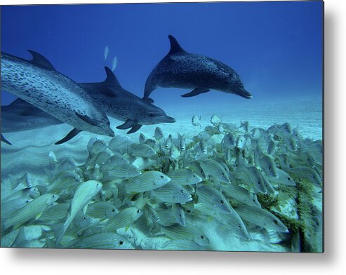 Mp Metal Print featuring the photograph Atlantic Spotted Dolphin Stenella #1 by Hiroya Minakuchi