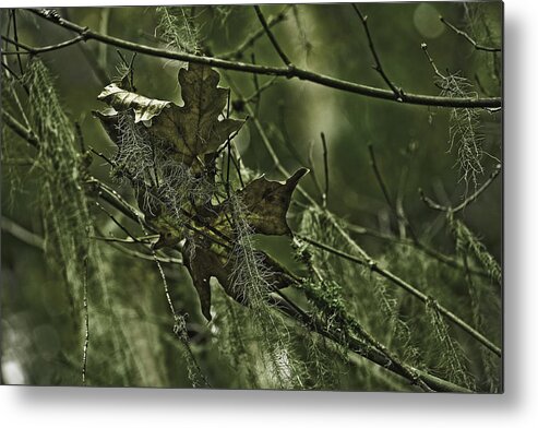 Leaves Metal Print featuring the photograph Attached by Bonnie Bruno