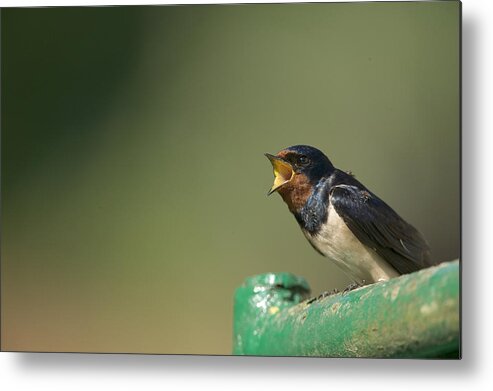 Mp Metal Print featuring the photograph Barn Swallow Hirundo Rustica Fledgling #1 by Cyril Ruoso