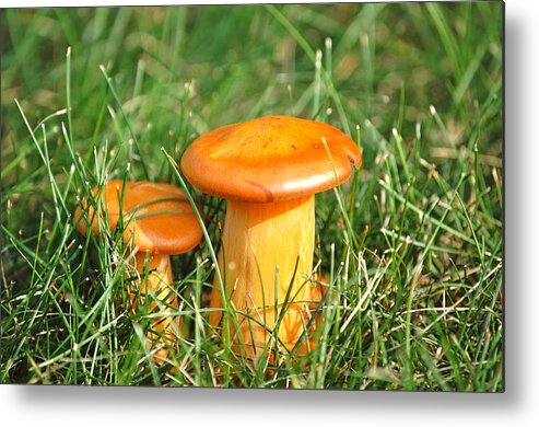 Image Of Mushrooms Metal Print featuring the photograph Barstool and Bar #1 by Mary McAvoy