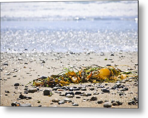 Pacific Metal Print featuring the photograph Beach detail on Pacific ocean coast 1 by Elena Elisseeva