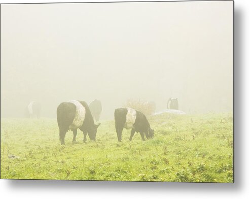 Cow Metal Print featuring the photograph Belted Galloway Cows Grazing On foggy Farm Field Maine #1 by Keith Webber Jr
