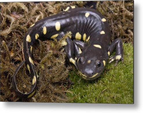 00429810 Metal Print featuring the photograph California Tiger Salamander Monterey #1 by Sebastian Kennerknecht