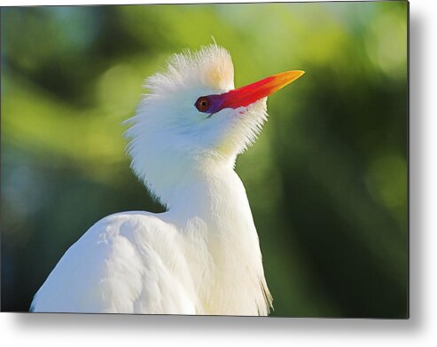 Cattle Egret Metal Print featuring the photograph Cattle Egret-2-St Lucia #1 by Chester Williams