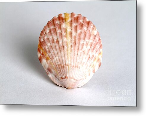 Nature Metal Print featuring the photograph Cockle Shell by Photo Researchers