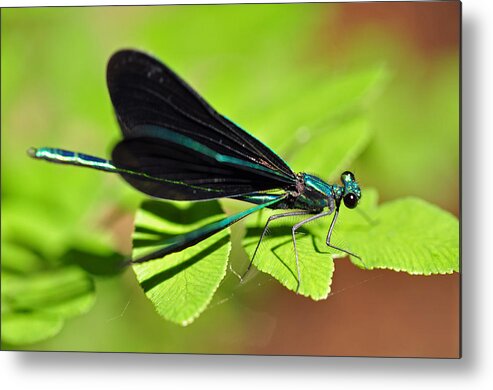 Dragonfly Metal Print featuring the photograph Dragonfly #1 by Glenn Gordon