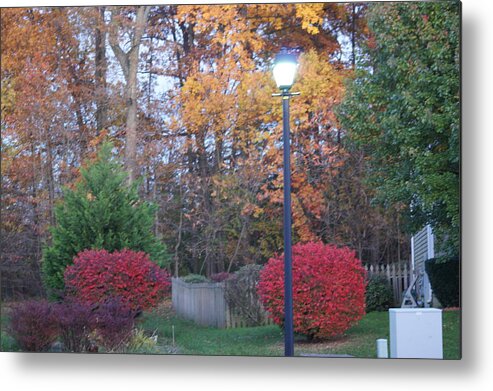 Trees Metal Print featuring the photograph Fall into Fall #1 by Maria Wall