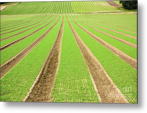 Agricultural Metal Print featuring the photograph Farmland furrows in perspective #1 by Simon Bratt