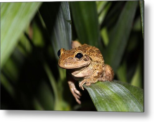 Frog Metal Print featuring the photograph Frog #1 by Jeanne Andrews