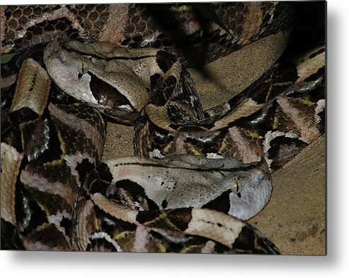 Hovind Metal Print featuring the photograph Gaboon Viper #1 by Scott Hovind