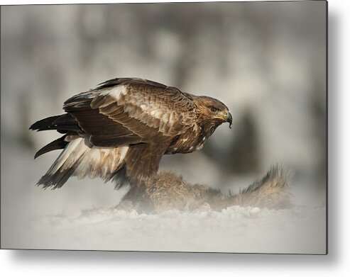 Bird Metal Print featuring the photograph Golden Eagle #1 by Andy Astbury