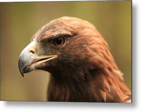 Nature Metal Print featuring the photograph Golden Eagle by Doug McPherson