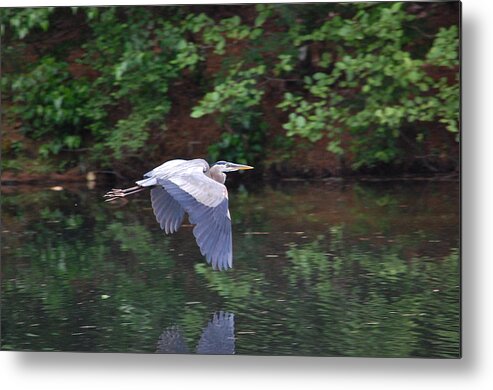 Great Blue Heron Metal Print featuring the photograph Great Blue Heron Flying Low #1 by Mary McAvoy