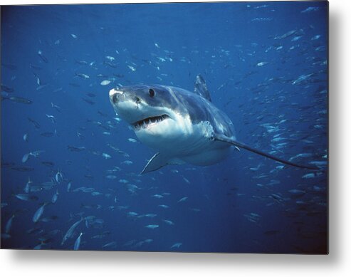 Mp Metal Print featuring the photograph Great White Shark Carcharodon #1 by Mike Parry