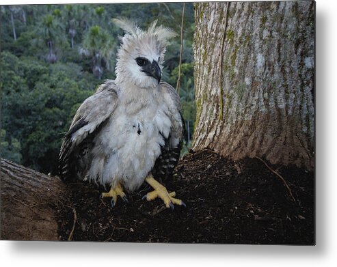 Mp Metal Print featuring the photograph Harpy Eagle Harpia Harpyja Recently #1 by Pete Oxford