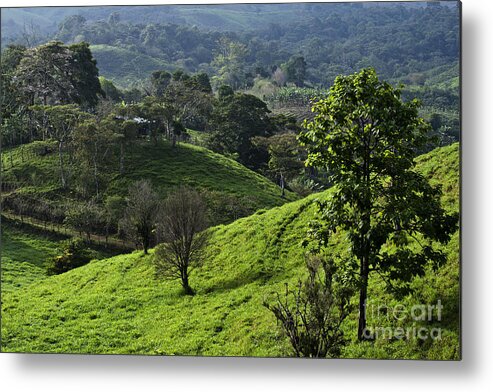 Nature Metal Print featuring the photograph Hillside in Chiriqui #1 by Heiko Koehrer-Wagner