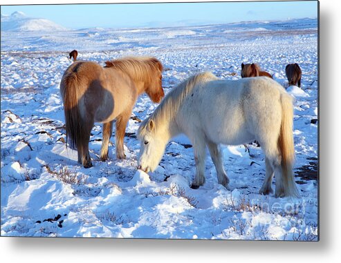 Iceland Metal Print featuring the photograph Iceland #1 by Milena Boeva