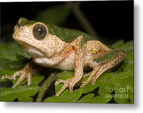 Frog Metal Print featuring the photograph Monkey Frog #1 by Dante Fenolio