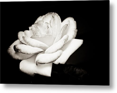 Black And White Metal Print featuring the photograph Pure Beauty #1 by Sara Frank