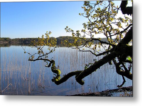 Branches Metal Print featuring the photograph Reflections #1 by Barbara Walsh