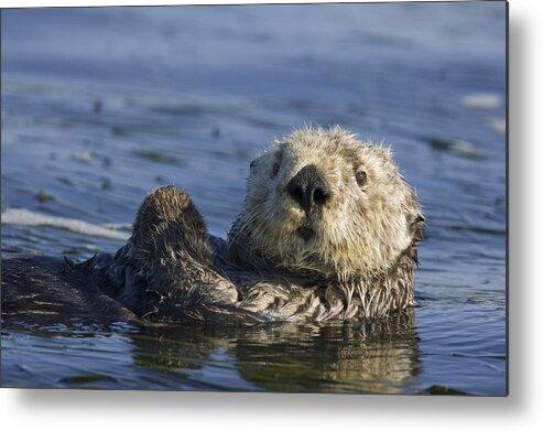 00438534 Metal Print featuring the photograph Sea Otter Monterey Bay California #1 by Suzi Eszterhas