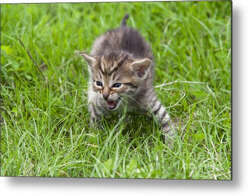 Adorable Metal Print featuring the photograph Small Kitten In The Grass #1 by Michal Boubin