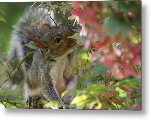 Nature Metal Print featuring the photograph Squirrel In Fall #1 by Valia Bradshaw