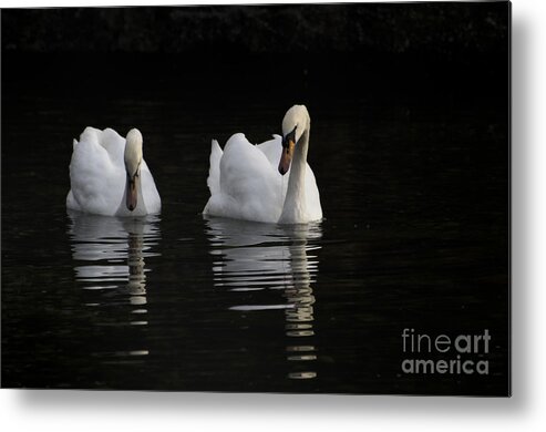 Two Swans Metal Print featuring the photograph Swans #1 by Mats Silvan